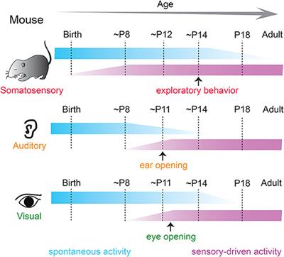 Changing subplate circuits: Early activity dependent circuit plasticity